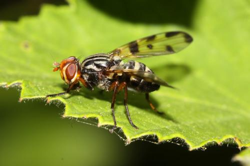 Otites porcus